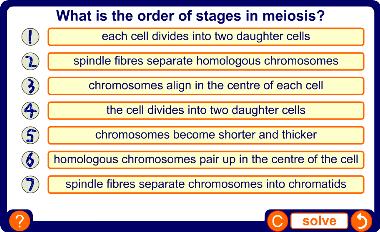 The stages of meiosis 26