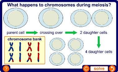 Chromosomes during meiosis