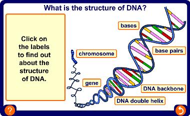 What is the structure of DNA?