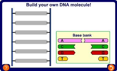 Build your own DNA molecule