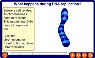 How does DNA replicate?