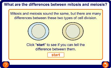Mitosis or meiosis?