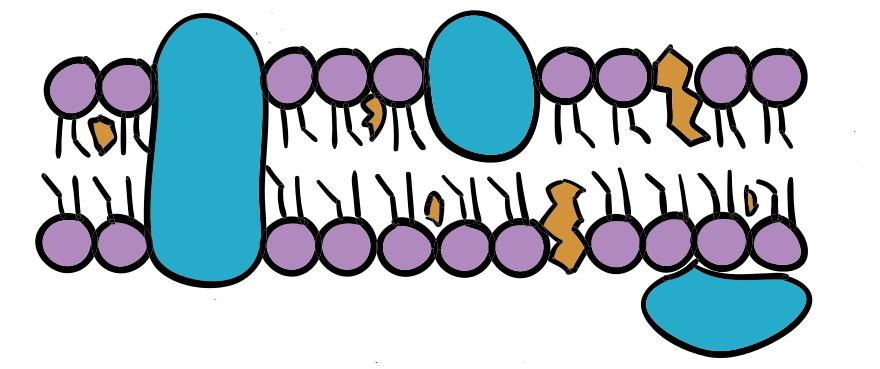 The Cell Membrane and Cell Transport 29. Label the diagram with the following terms: Phospholipid, hydrophobic region, hydrophilic region, integral protein, peripheral protein, cholesterol 30.