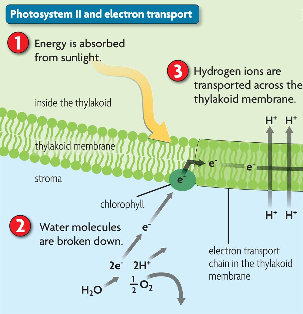 Photosystem II captures and transfers energy.