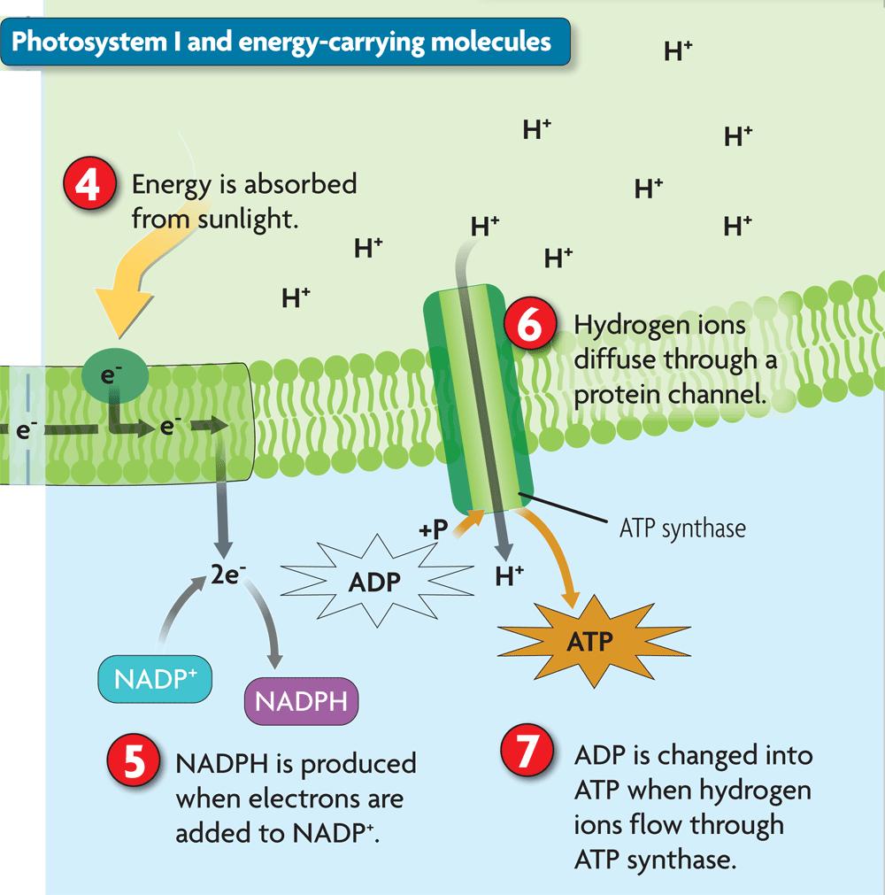 Photosystem I captures energy and produces energycarrying molecules.
