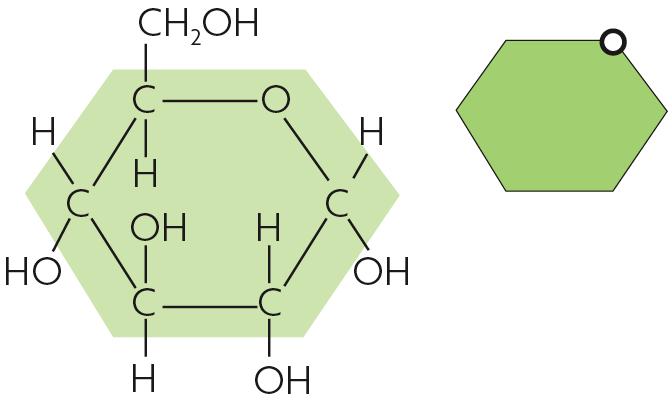 Molecules in food store chemical energy