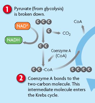 ! The Krebs cycle is the first main part of cellular respiration.