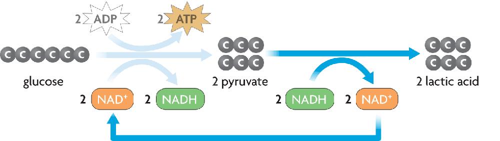 The pyruvic acid formed during glycolysis is broken down to lactic acid and energy