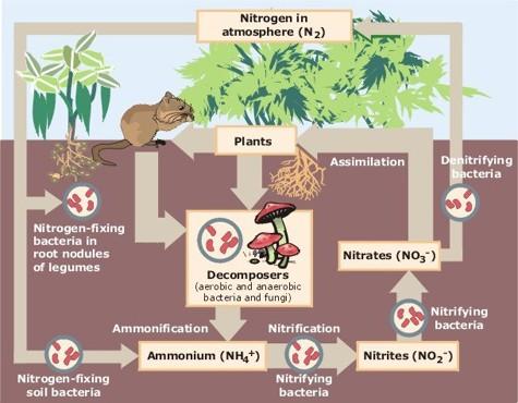 Importance of Bacteria in the Nitrogen Cycle Rhizobium nodules on a legume. Nitrogen is important to all organisms because it makes up nucleic acids and proteins!