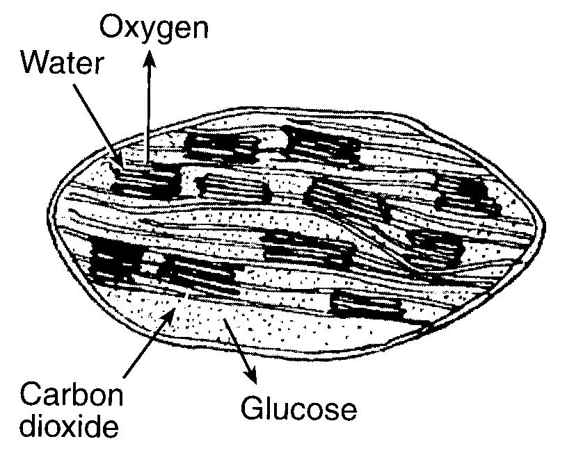 The diagram below represents part of a life process in a leaf chloroplast.