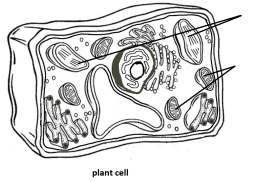 Compare and contrast the function of chloroplasts and mitochondria.