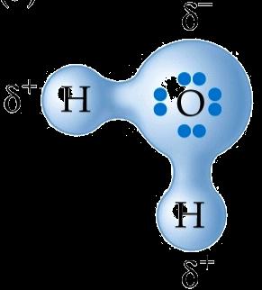 Water is asymmetric and polar Almost all electron density is shifted from hydrogens towards the