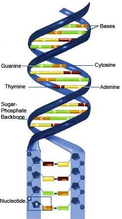 Nucleotide subunits of nucleic acid formed from a