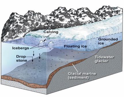 Ice in the Sea! In polar regions, glaciers flow out over ocean water.