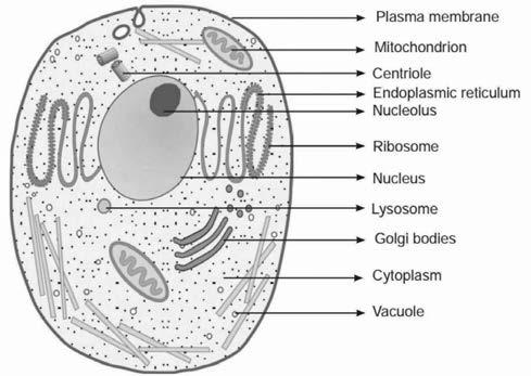 General Science Classification of Cells Cells are of two types, eukaryotic- which contain a nucleus, and prokaryotic- which do not contain nucleus.