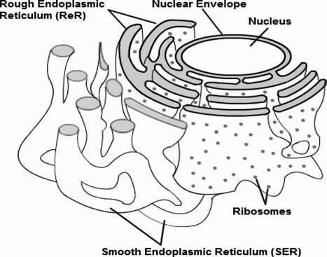 Fig: Golgi Bodies Endoplasmic reticulum: They help in transportation of materials from one part of the cell to another.