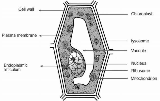 General Science Plant cell Fig: Structure of a Plant Cell The centrosome is absent in the plant cell. Plants are more rigid than animals due to the presence of the cell wall.