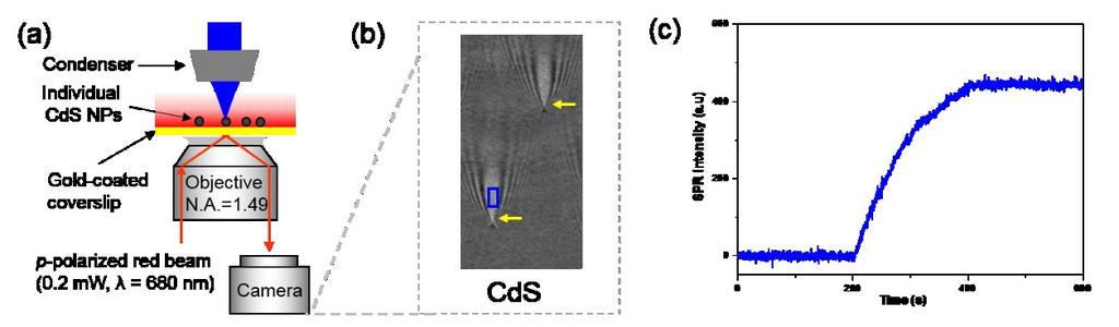 S3. SPRM imaging of CdS nanoparticles The SPRM setup (Fig. S3a) was built on an inverted optical microscopy (Nikon, Ti-E).