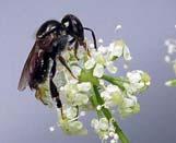 bees are used widely in