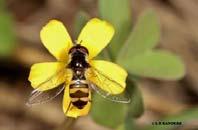 And Hoverflies and