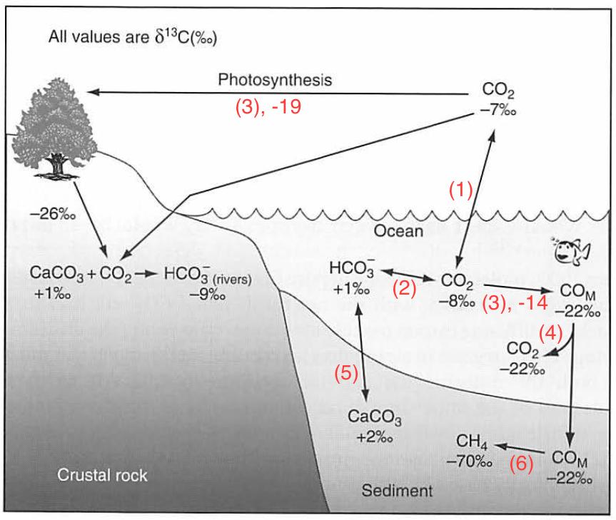 Exchanges and stable carbon isotope ratios among the