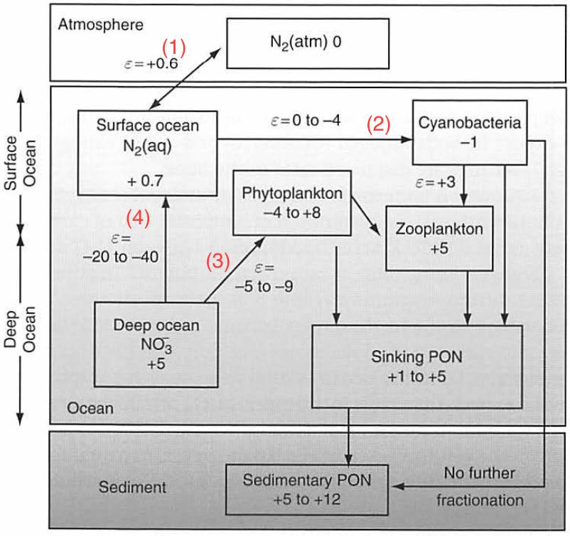 Nitrogen isotope ratios in the sea During respiration, nitrogen isotopes are fractionated