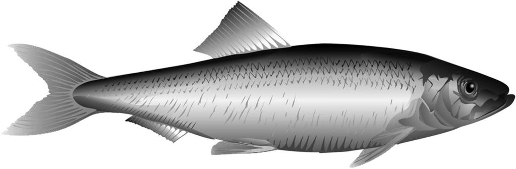 5 The Atlantic herring, Clupea harengus, lives in large populations called shoals and may grow up to 40 cm long. Fig. 5.1 shows the appearance of C. harengus. 10 Fig. 5.1 The length of C.