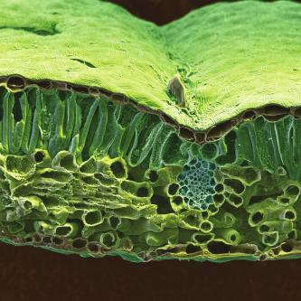 2 (a) Fig. 2.1 shows a scanning electron micrograph of a section through a leaf of the Christmas rose, Helleborus niger.
