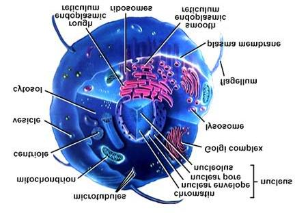 -all cells must include the necessary organelles to provide the