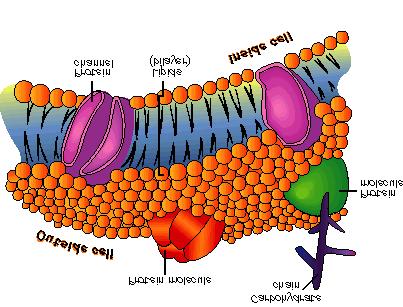-cell membrane: semipermeable boundary of the cell, composed of proteins