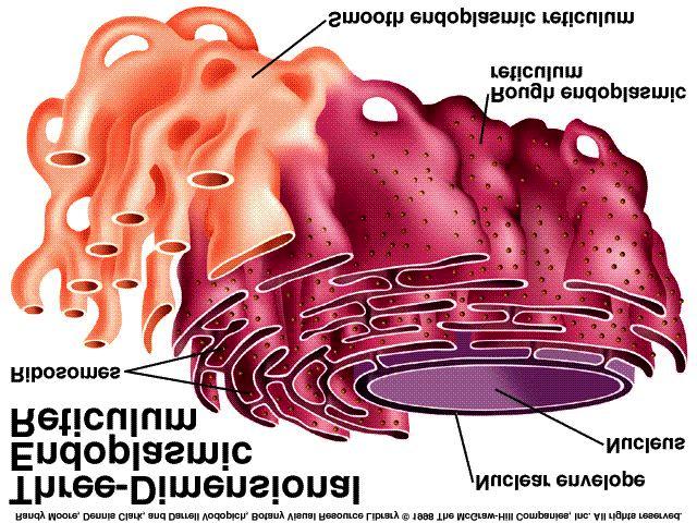-endoplasmic reticulum: a series of channels from the nuclear membrane which allow transport of cell