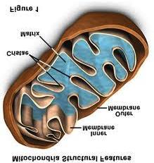 -mitochondrion: site of cell energy production by converting high energy glucose