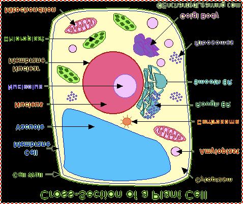 Cell Membrane Smooth ER Chloroplast Rough ER Mitochondrion Cell Wall
