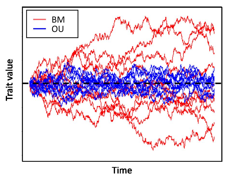Figure 1: Conceptual figure showing the nature of trait diversification under Brownian motion (BM; red) and Ornstein-Uhlenbeck (OU; blue) evolutionary models.