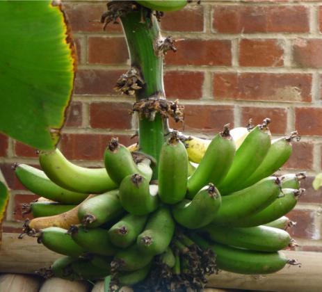 Name of plant: Banana plant In the world you will find it in: the Canary Isles Did you know?