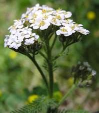 Achillea lanulosa - wooly yarrow Clausen, Jens; Keck, David D.; Hiesey, William M. 1948.