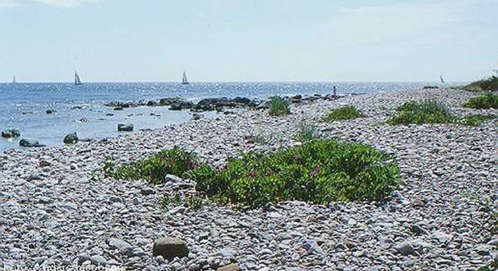 The beach pea or Lathyrus maritimus or L.