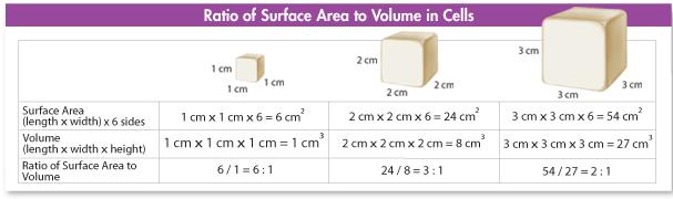 Ratio of Surface Area to Volume Imagine a cell shaped like a cube.