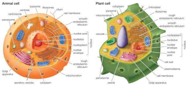 5 ANIMAL CELLS do not have a cell wall are free-formed and round so not have a vacuole or chloroplast save lysosomes 6 BOTH have nucleus, ribosome, mitochondria, cell membrane, cytoskeleton,