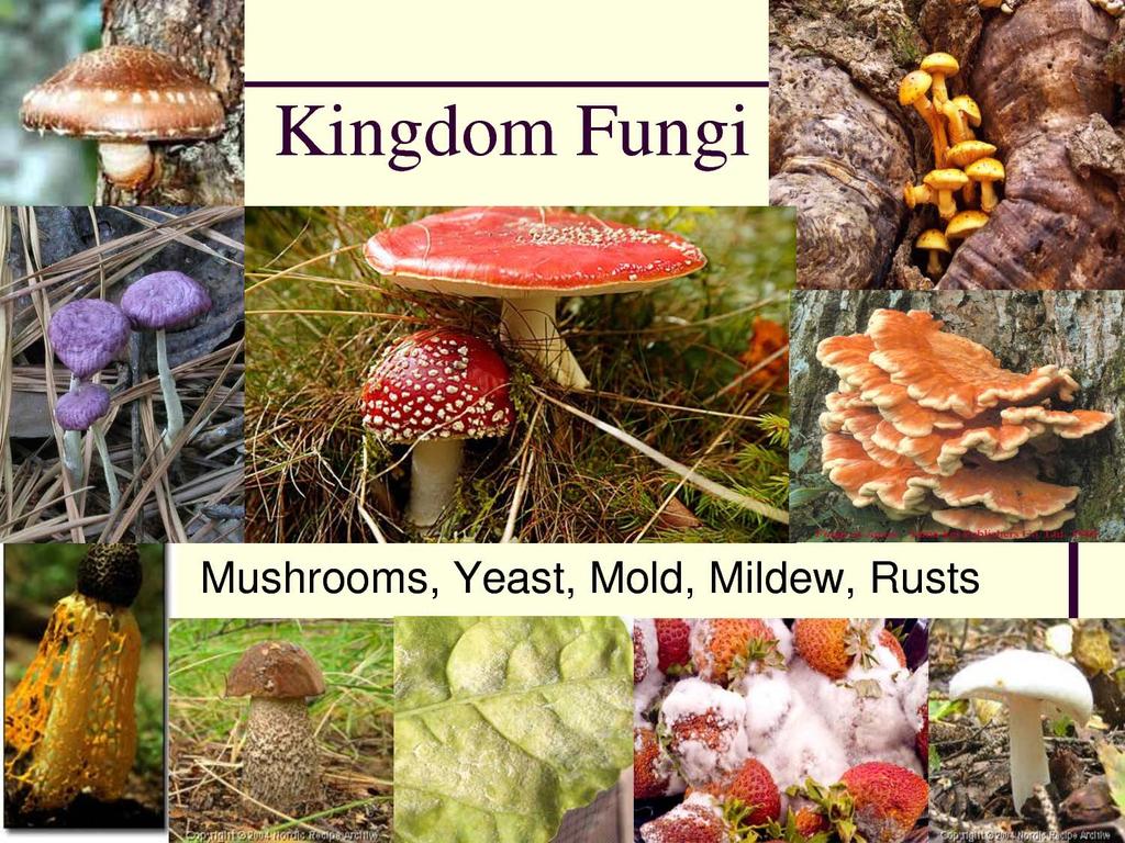 Fungi Eukaryotic