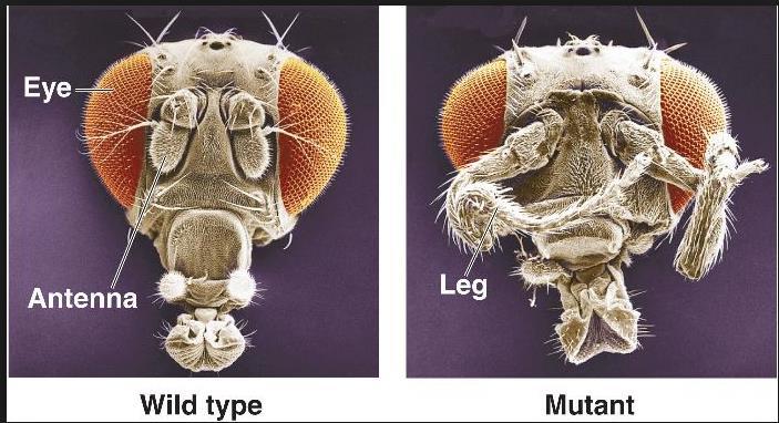 Homeotic Genes Lewis found that a mutation in one of these genes actually resulted in a fly with a leg growing out of its head in place of an antenna!