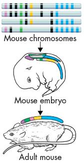Homeobox and Hox Genes Clusters of Hox genes exist in the DNA of other animals, including the mouse shown, and humans. These genes are arranged in the same way from head to tail.