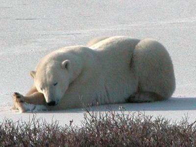 Form and Function What color is this polar bear s fur? And what color is its skin? Form: Clear fur, black skin.