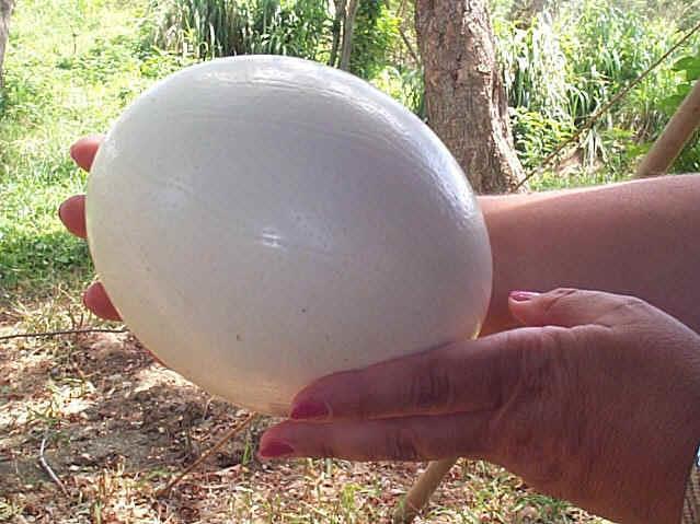 Large Cells Ostrich Egg http://aidanmoher.