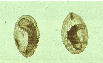 Encarsia species