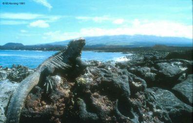 Darwin and the Galapagos Islands Young, volcanic islands, 540 miles from South