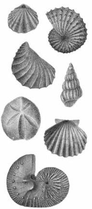 Fossils Are preserved remnants or impressions left by organisms that lived in the past Are often found in