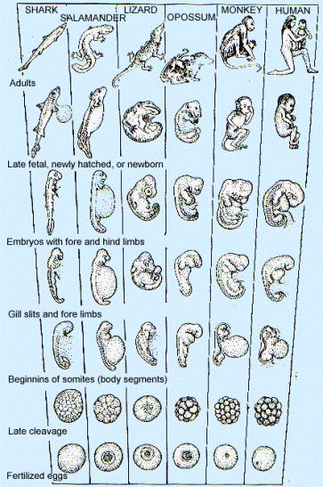 4. Comparative Embryology Vertebrates (animals with backbones) all have an embryonic stage in which gill pouches appear The