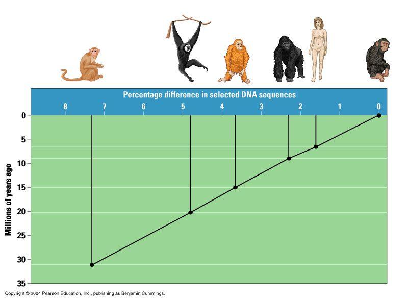 Molecular Biology Gibbon Human -Can be used to study the evolutionary relationships among species Old World monkey Orangutan