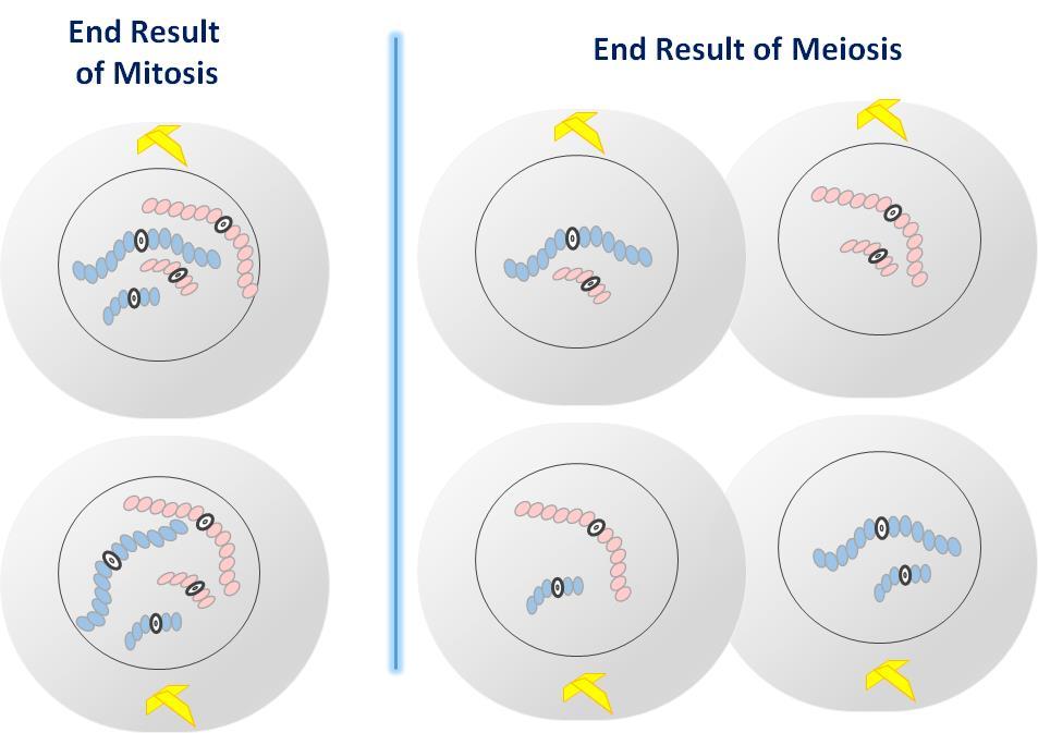 COMPARISON OF END RESULT BETWEEN MITOSIS AND MEIOSIS Assuming No Crossover MITOSIS MEIOSIS Describe End Result How are they the similar? How are they different? (# of Cells; Ploidy, etc.